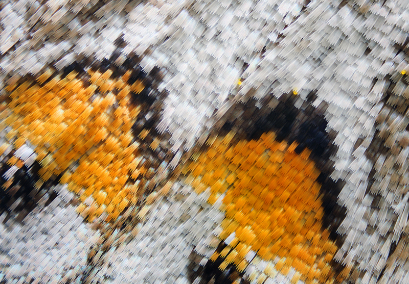 Illustration for article titled Some of the Most Gorgeous Macrophotography We've Seen in Ages